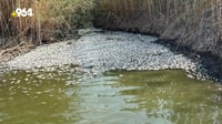 Large number of dead fish in Al-Dalmaj Marsh alarms locals