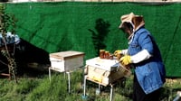 فيديو: مهندسة تنتج العسل وتخطط لعلاج المرضى بـ