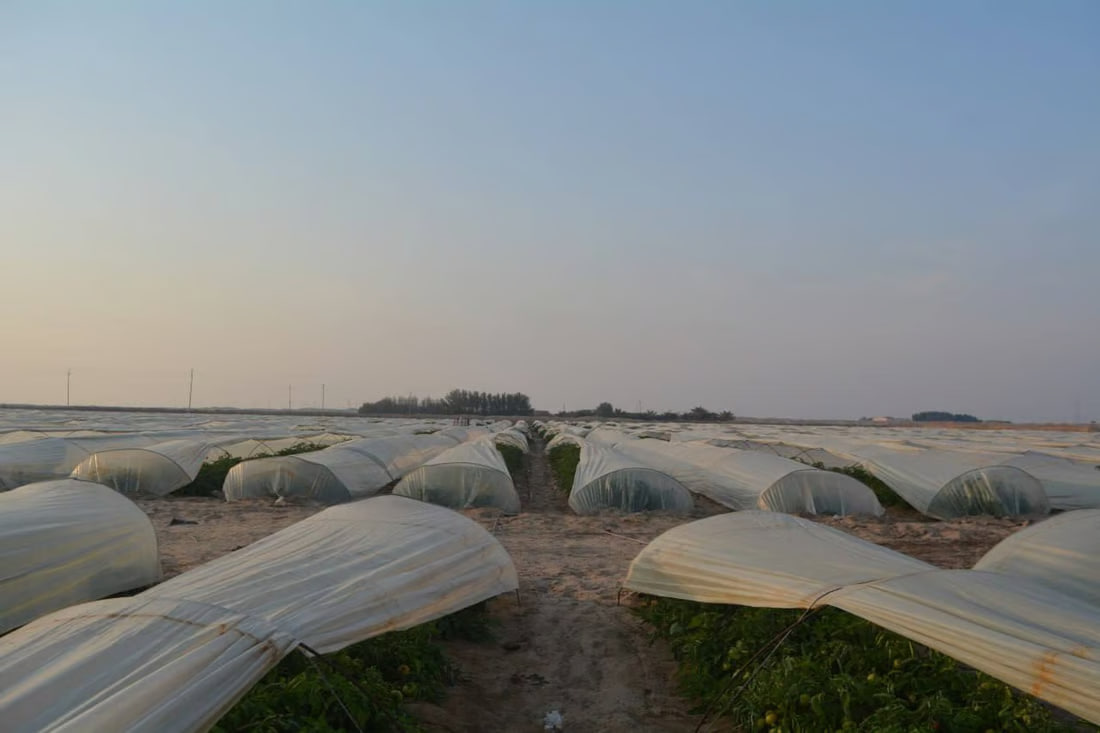Agriculture department distributes fertilizer and insecticides in Al-Zubair