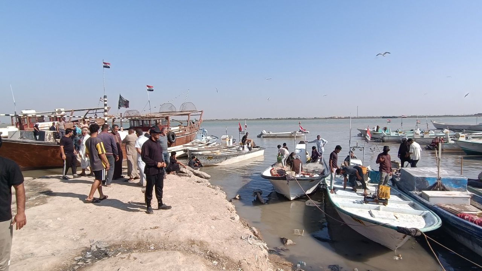 صور من الفاو: قائمة بأصناف وأسعار السمك في مرسى النقعة صباح اليوم السبت