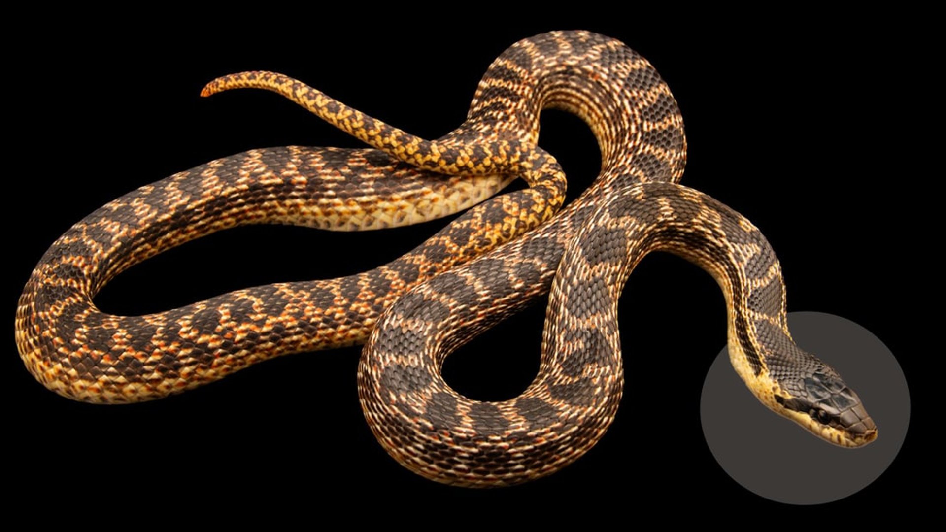 New species of snake discovered in Kurdistan