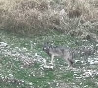 Unconfirmed wolf sightings in Goyzha spark caution in Sulaymaniyah