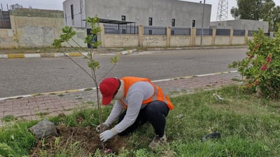 صور: زراعة المئات من أشجار واسنطونيا وأكاسيا في شوارع الدبس