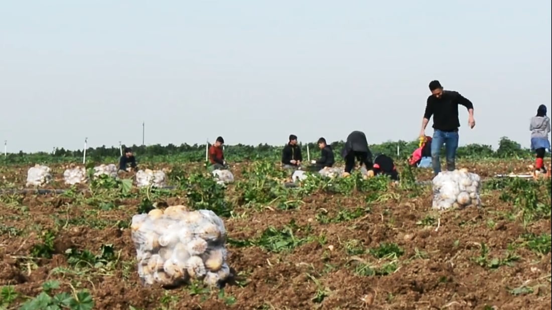 Harvest potato season begins in Sharazur Plain