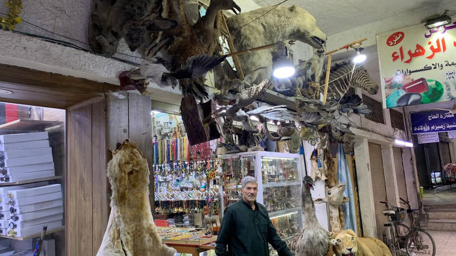 Renowned exhibition of taxidermy and antiques by Mehdi AlKarbalai