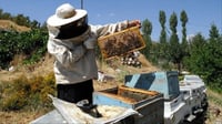 Seminar on beekeeping in Ranya aims to address industry challenges