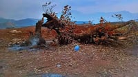 Villagers plant 200 oak trees after 200-year-old oak tree is destroyed in Rezhna village