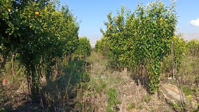 فيديو: مزارع كردي معجب ببرتقال بابل.. زرع ألف شجرة من محافظات الوسط