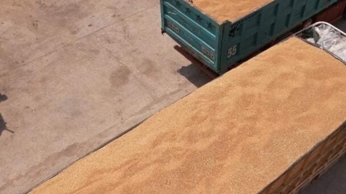 Najaf sees record wheat harvest as farmers expand cultivation to desert areas