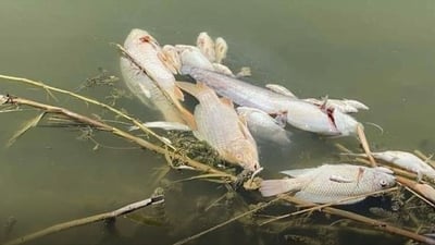 Authorities warn of threats to fish population in Kurdistan’s dam reservoirs