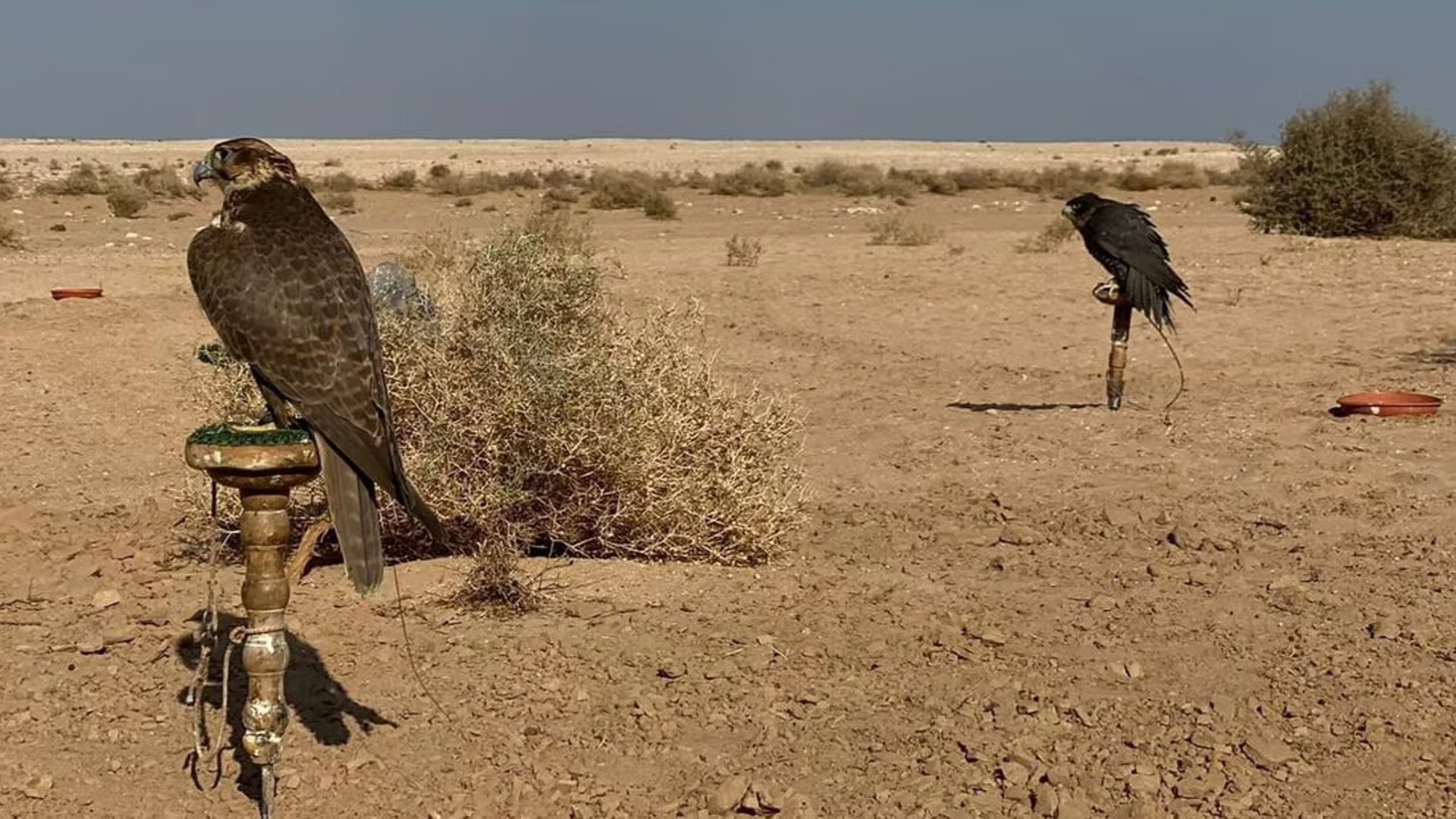 Falconry in Muthanna desert