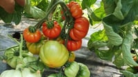 الزراعة: سنرفد الفلاحين ببذور طماطم 