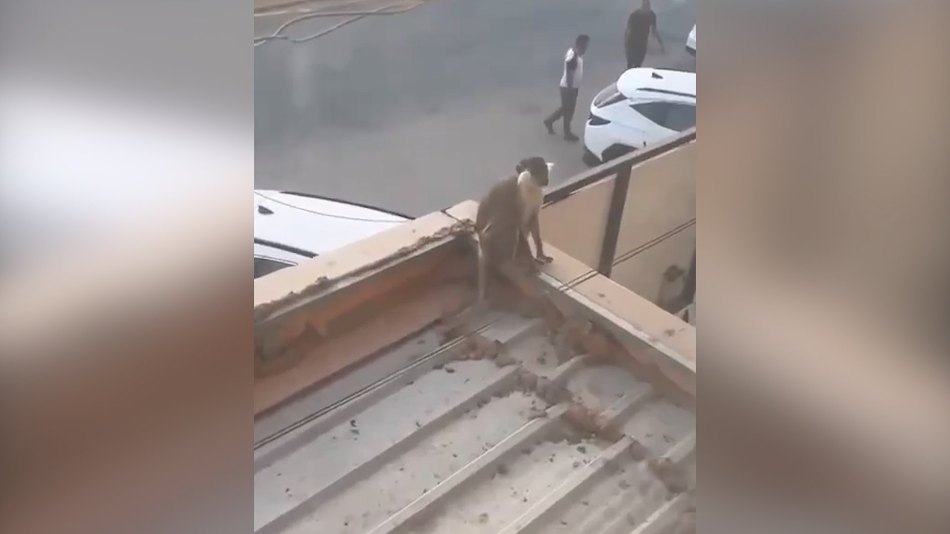 فيديو: شرطة النجف تطارد قرداً هرب من حديقة حيوانات الفرات