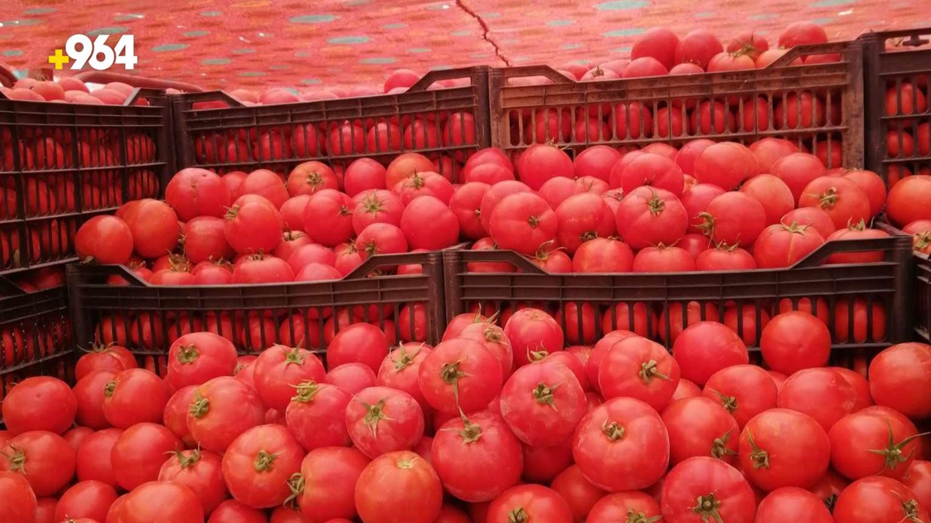 964 في حقول طماطم ربيعة: الأطفال جمعوا آخر قطفة والأسعار قفزت (صور)