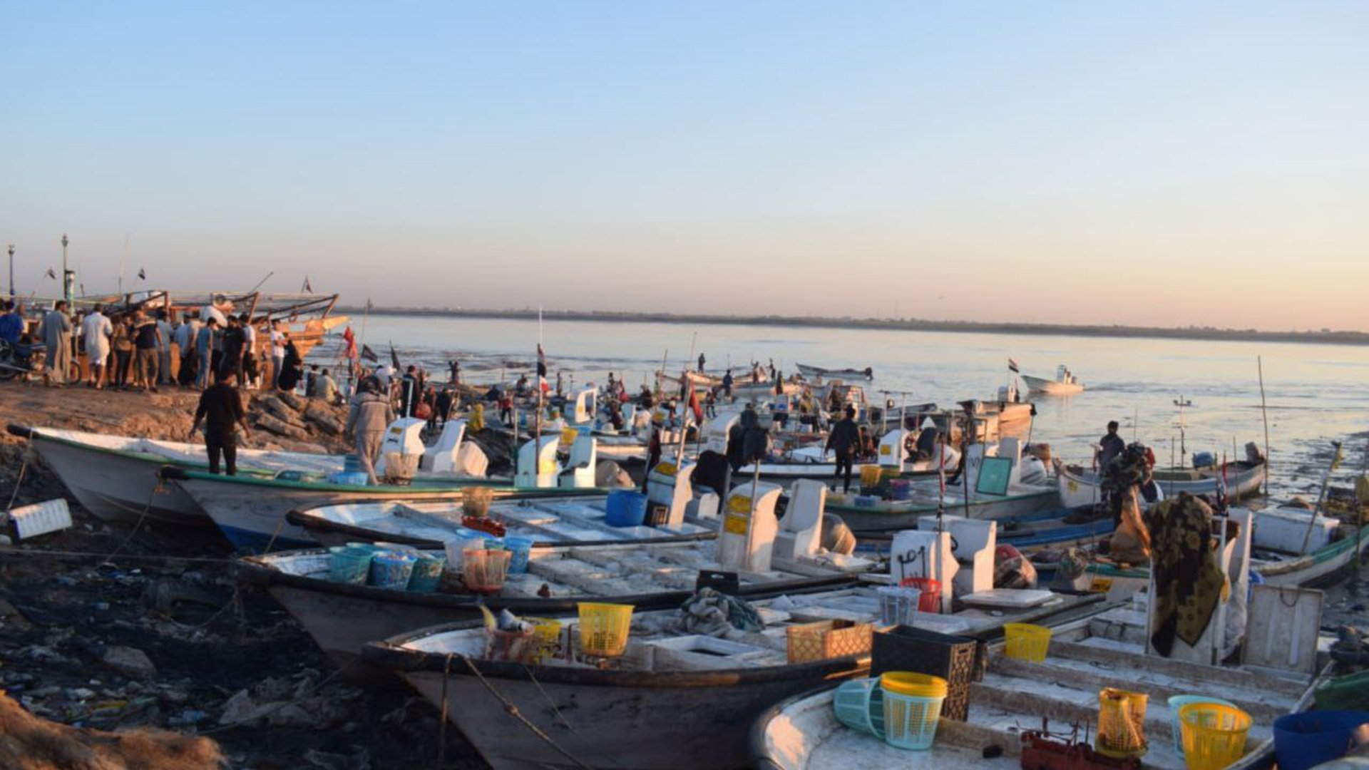 صور من صباح مرسى النقعة: قائمة بأصناف وأسعار السمك في مزاد الفاو الكبير