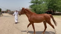 فيديو: نصائح حسن غالب لمربي الغزلان والخيول.. هكذا أنشأ...