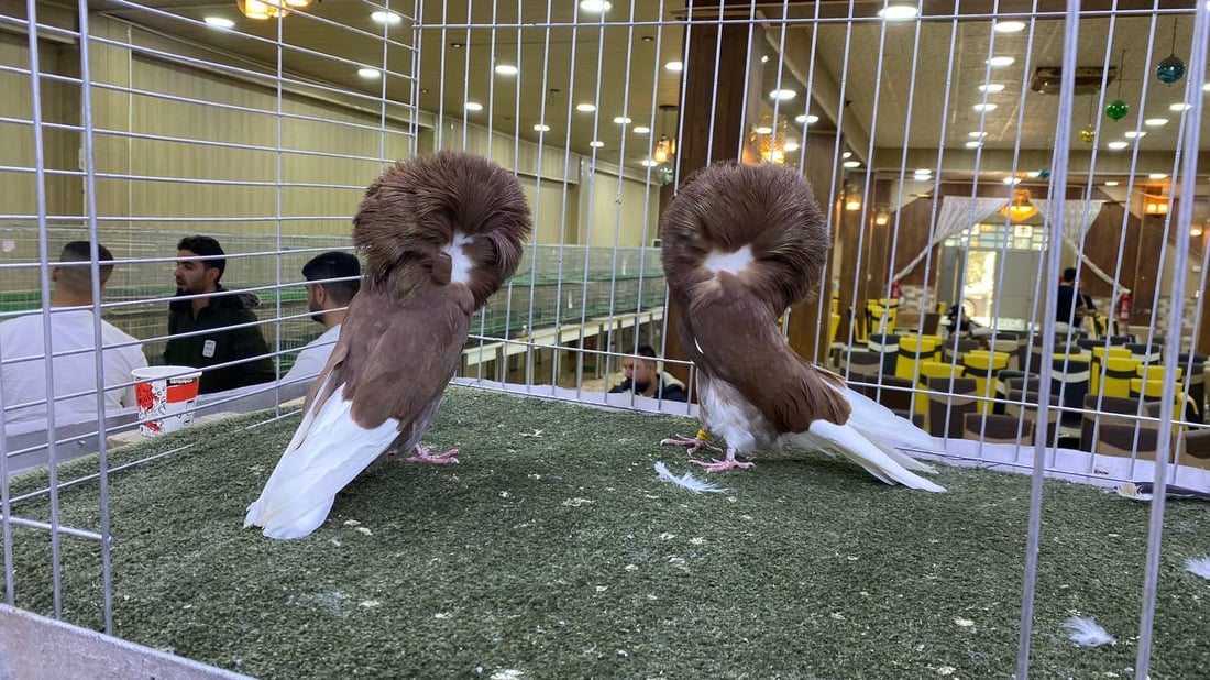 فيديو: طيور الأنبار أخذت كل جوائز البصرة.. وقفة عسكر وحركة رأس وسحر “الجاكوبين”