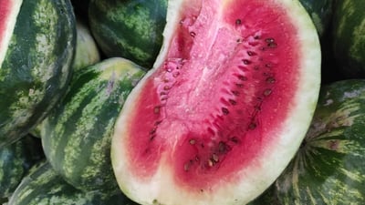 Over 42 tons of spoiled imported watermelon seized in Kurdistan