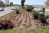 Sulaymaniyah parks flourish with locally grown greenery