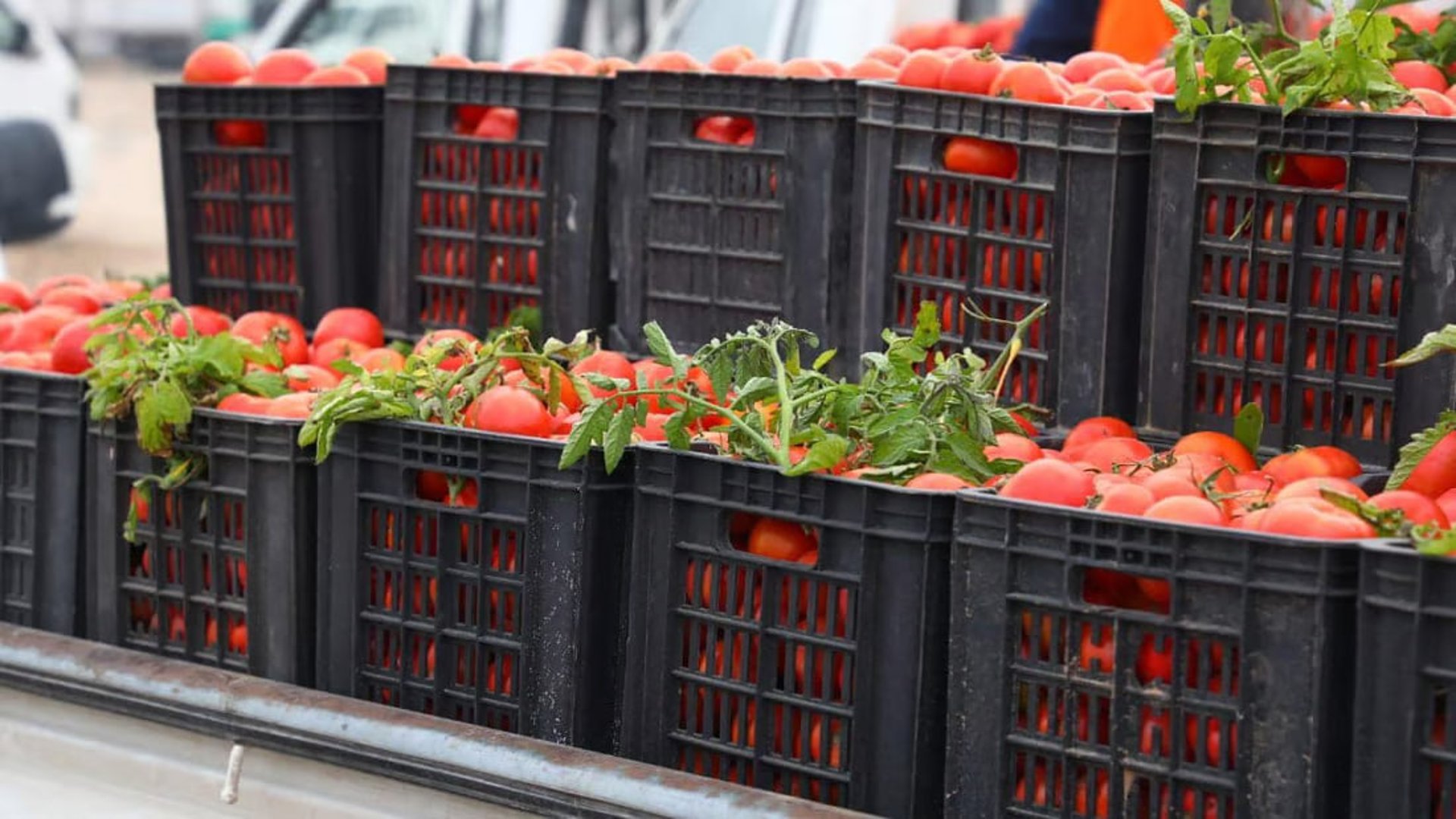 Successful agricultural initiative boosts local tomato production in AlNajaf