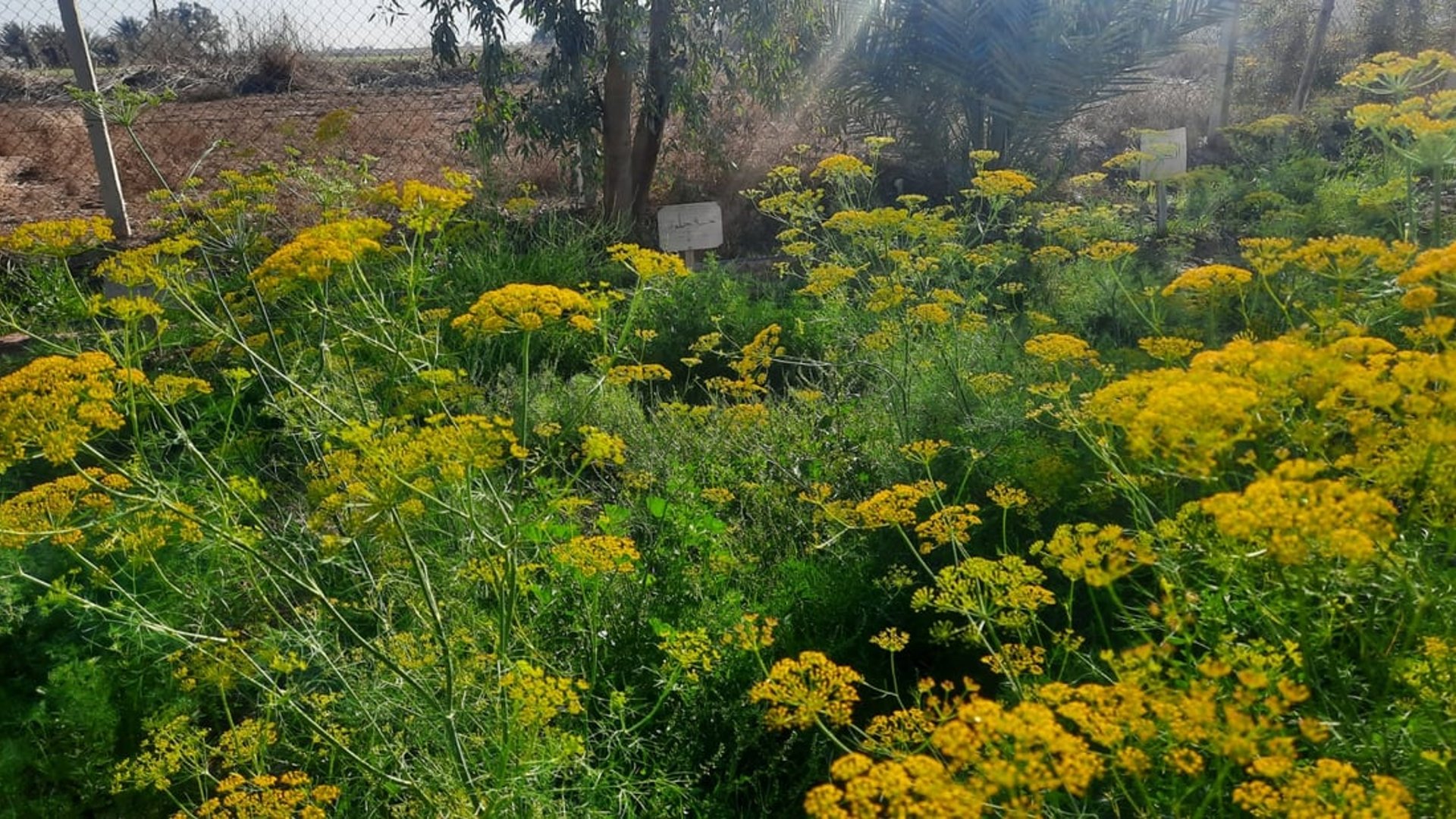 Karbala experiments with organic medicinal plants