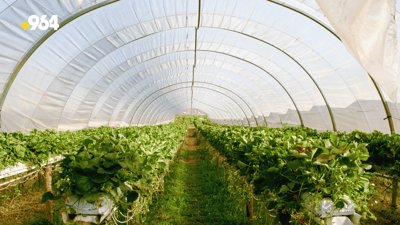 KRG to invest in plastic greenhouse production to increase crop yields