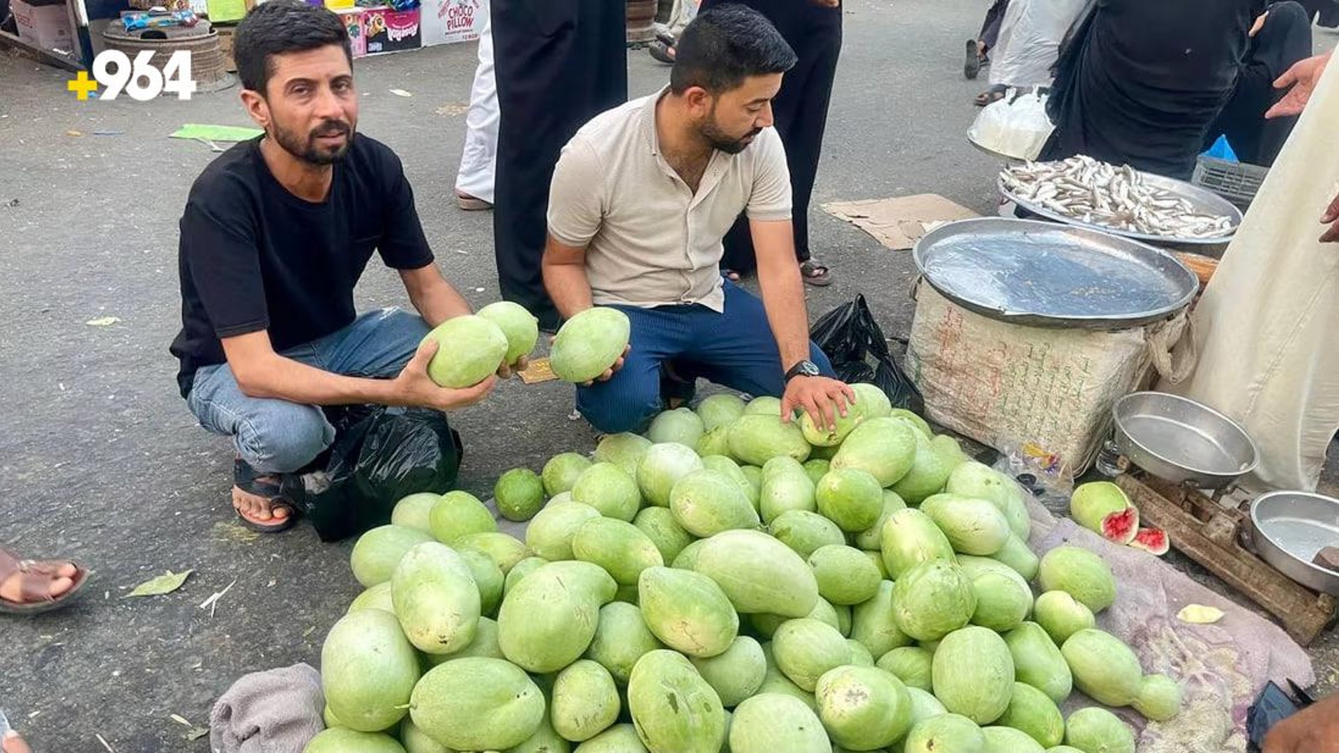 Successful cultivation of 'Dwarf Watermelon' in Basra's Al-Medina district