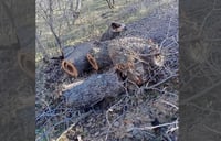 Police apprehend suspect in felling of century-old tree