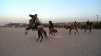 فيديو: رفع الحظر عن خيول العراق.. 