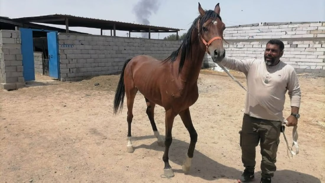 Basra equestrian committee aims to lift international ban