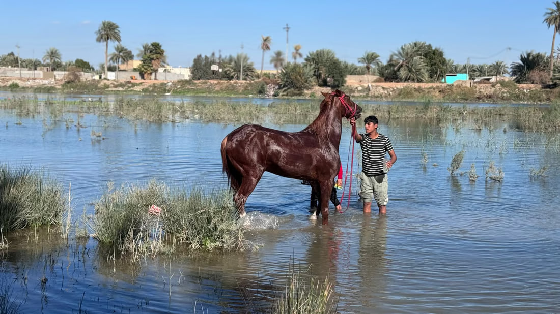 Najaf horseman prepares purebred Arabian for upcoming contests