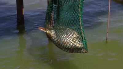أسعار سمك “الكارب” تهبط بنسبة 30% في أسواق سامراء (فيديو)