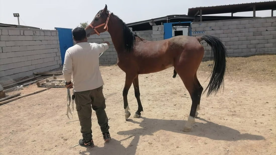 Basra equestrian committee aims to lift international ban