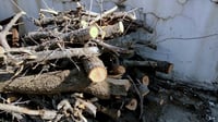 Individual arrested for illegal tree felling in Barzinja 