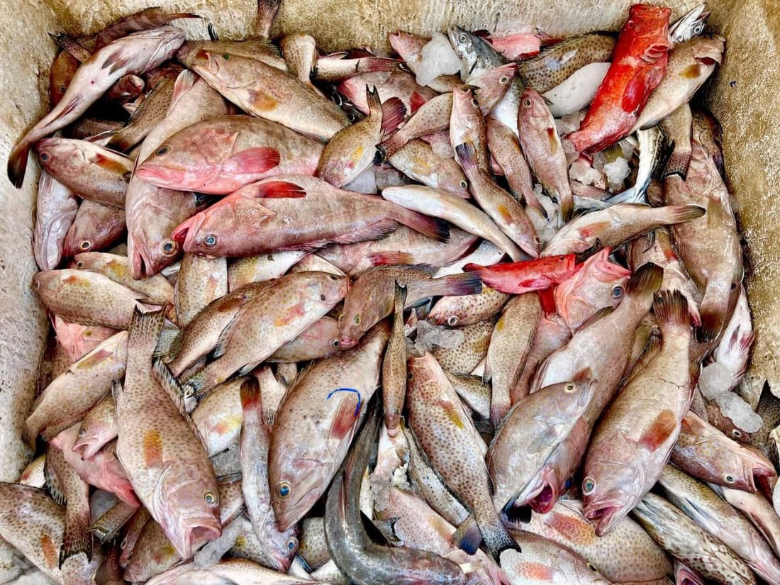 صور: طويريج بدأت تتذوق أسماك الفاو.. لماذا نشتري محصول الأحواض بوجود أبو كرار؟