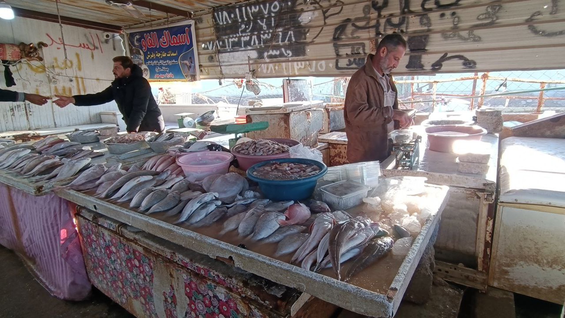 صور من مرسى النقعة: تعرف على أصناف السمك في مزاد الفاو الصباحي