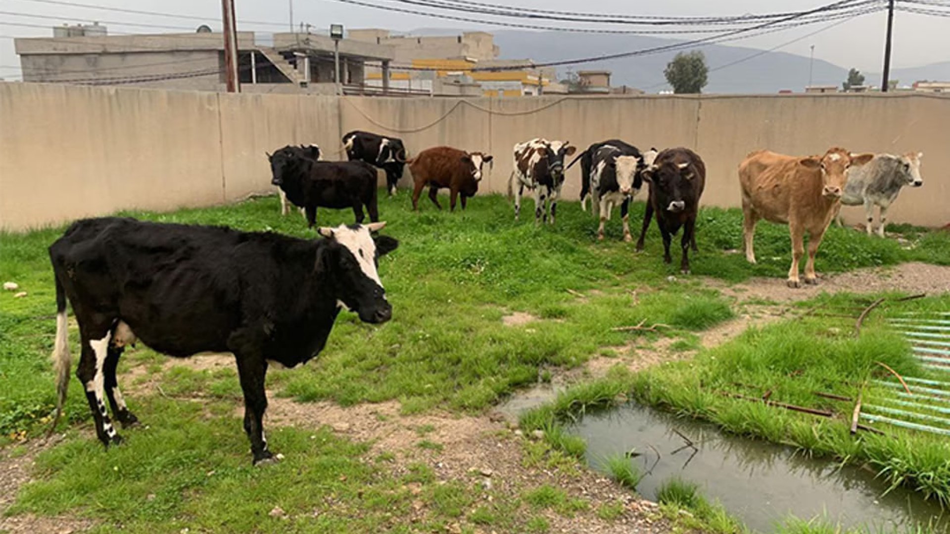 مدينة كردية ستصادر الأبقار وترسلها 