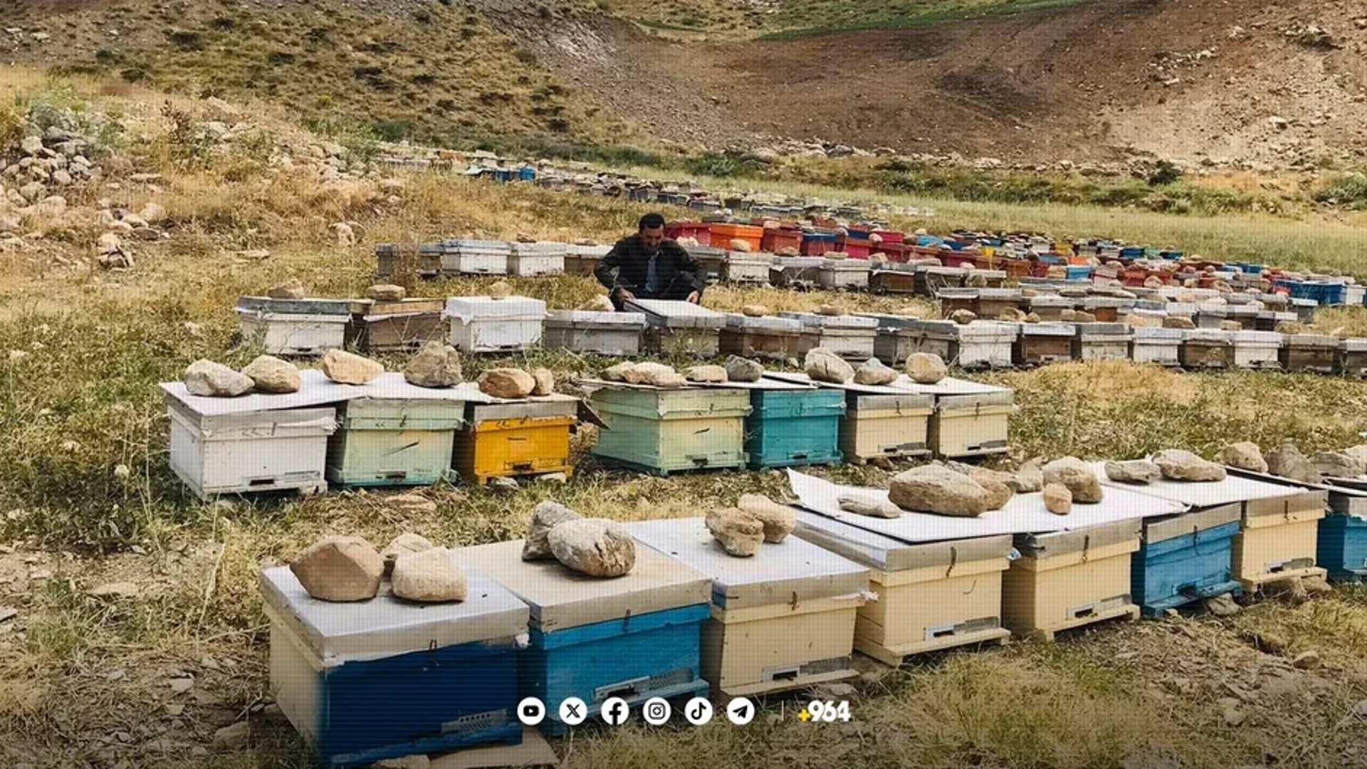 Declining production drives up honey prices in Sulaymaniyah