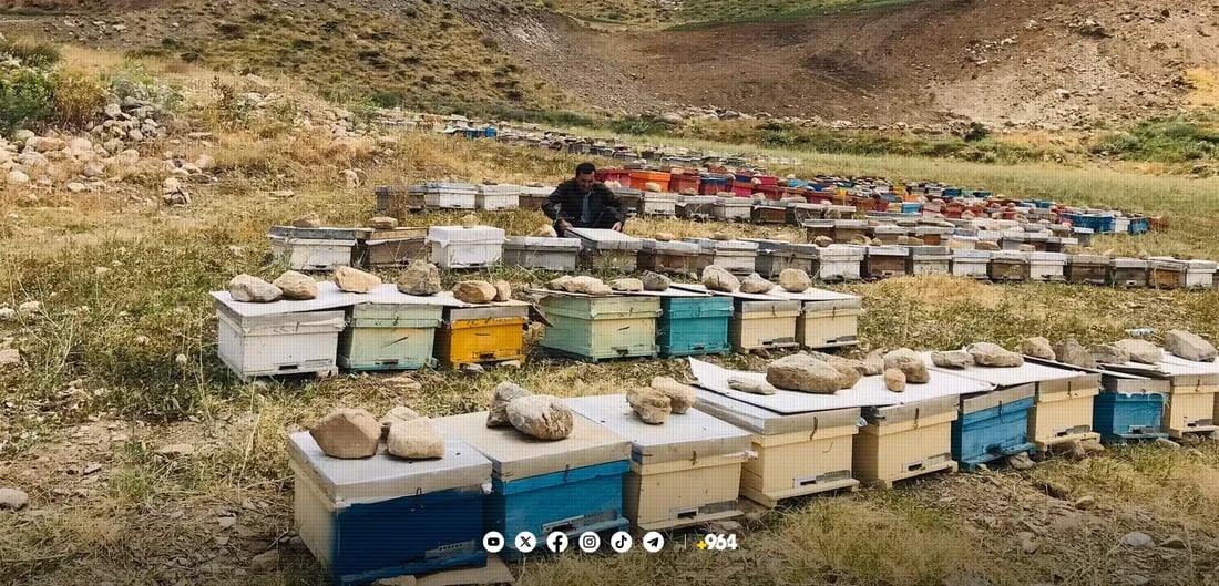 Declining production drives up honey prices in Sulaymaniyah