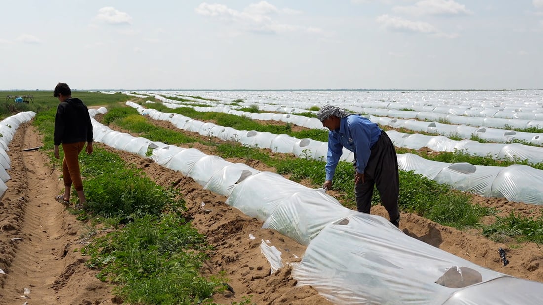 العراق ينجح بتصدير 4 محاصيل زراعية إلى الخارج.. في مقدمتها التمور » +964