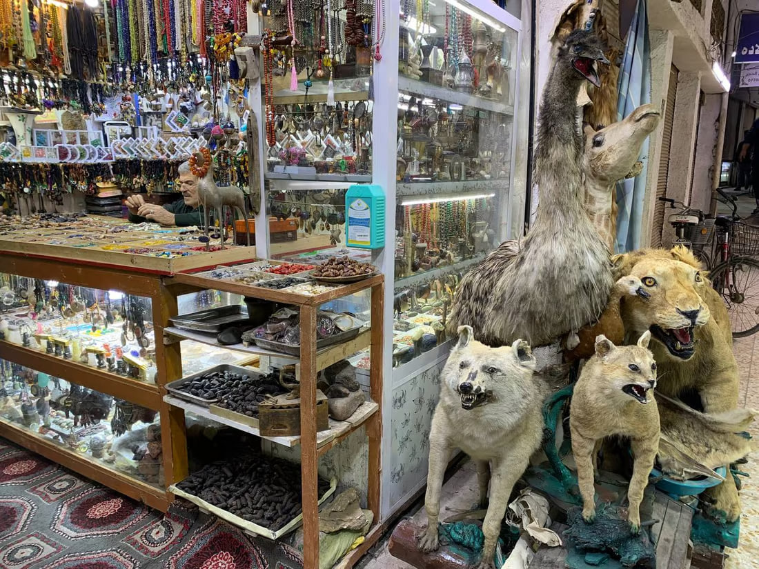 Renowned exhibition of taxidermy and antiques by Mehdi Al-Karbala’i