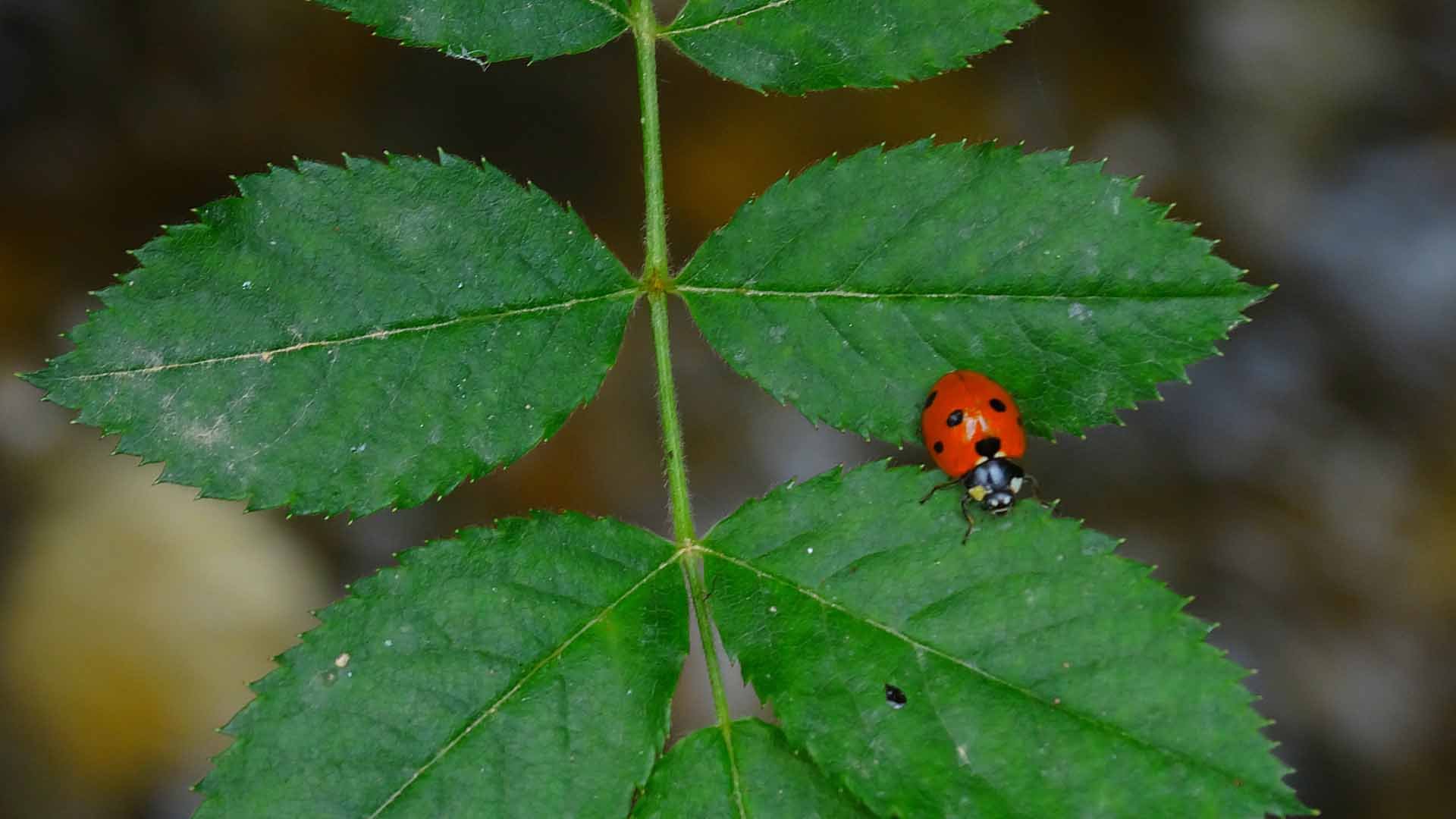 لە ماوەیەكی نزیكدا مەكتەبی سیاسی پارتی و یەكێتی كۆدەبنەوە