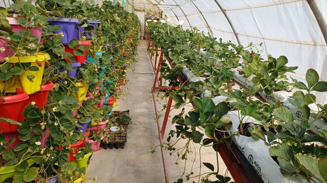 Basra scientists successfully cultivate top strawberry varieties in soilless pods