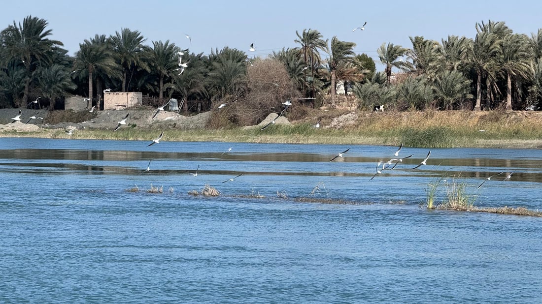 صور: عادت النوارس مع طيور الخطاف إلى شط المشخاب.. صيدها ممنوع بأمر الدولة!