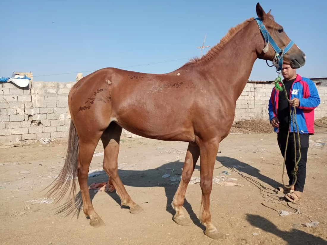 Equine register hopes to improve Iraq’s equestrian scene