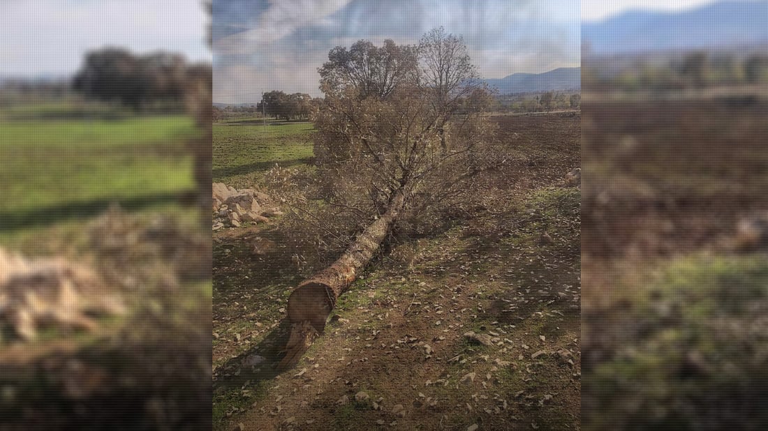 Illegal tree-cutting sparks authorities’ response in Qaradagh