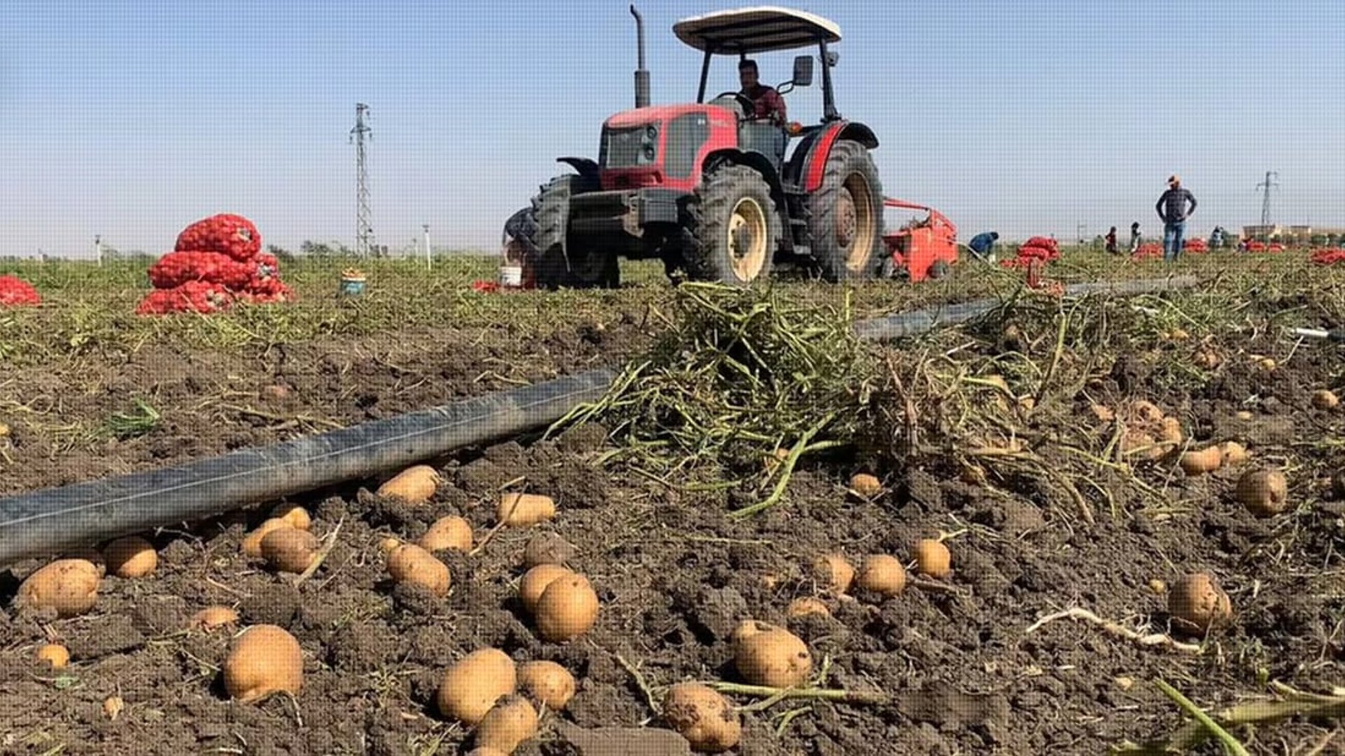 Heavy rains damage potato crops in Bardarash Dohuk