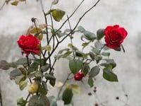 Unprecedented winter blooms: rose garden flourishes in chilly Penjwen