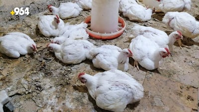الزبائن يراقبون الذبح والتنظيف.. مبيعات دجاج هيت تضاعفت 3 مرات (صور)