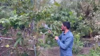 فيديو: نجاح تجربة زراعة فاكهة 